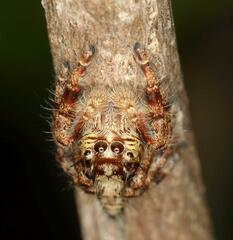 Hyllus