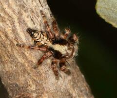 Hyllus