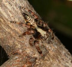 Hyllus