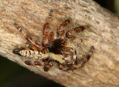 Hyllus
