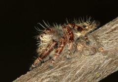Hyllus