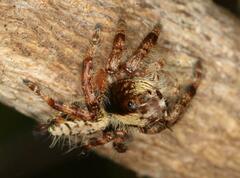 Hyllus