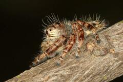 Hyllus