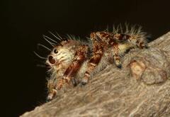 Hyllus