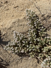 Euphorbia leucophylla