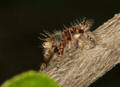 Hyllus