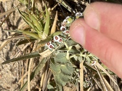 Euphorbia leucophylla
