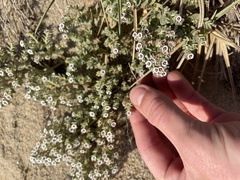 Euphorbia leucophylla