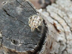 Agonoscelis versicoloratus