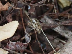 Agonoscelis versicoloratus