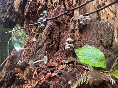 Mycena maculata