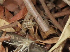 Agonoscelis versicoloratus