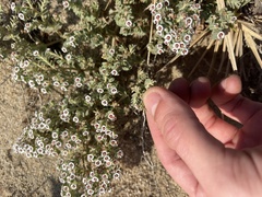 Euphorbia leucophylla