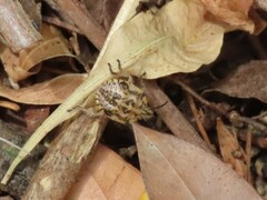 Agonoscelis versicoloratus