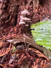 Mycena maculata