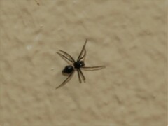 Euryopis episinoides