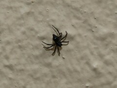 Euryopis episinoides