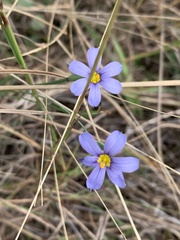 Sisyrinchium pruinosum