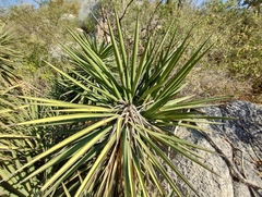 Yucca capensis