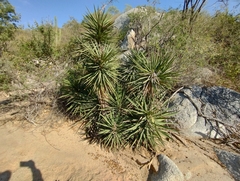 Yucca capensis