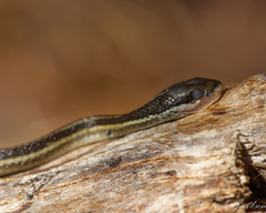 Thamnophis saurita saurita