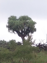 Cussonia paniculata
