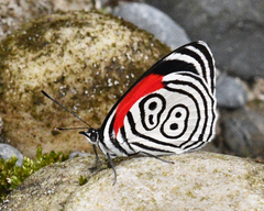 Diaethria neglecta