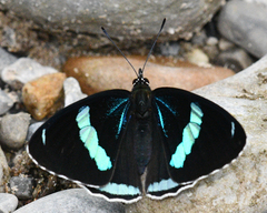 Diaethria neglecta