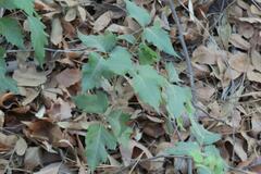 Toxicodendron radicans