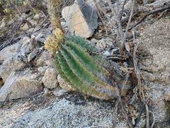 Ferocactus townsendianus