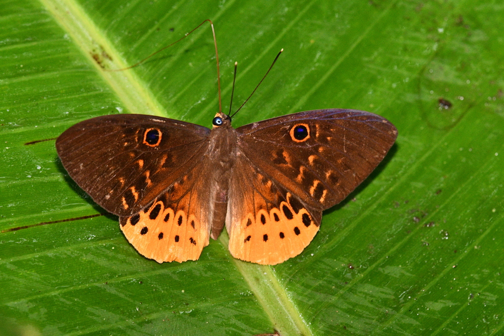Juturna Underleaf Butterfly