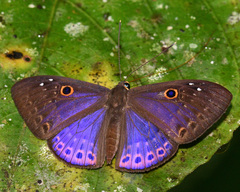 Eurybia molochina