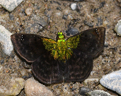 Gorgopas trochilus