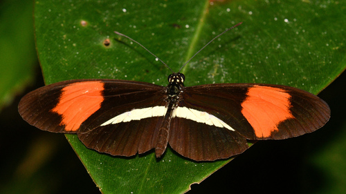 subespécie Heliconius melpomene amaryllis · BioDiversity4All