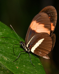 Heliconius melpomene amaryllis