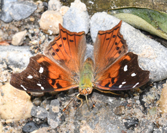 Hypanartia cinderella