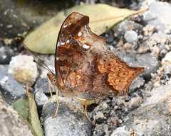 Hypanartia cinderella
