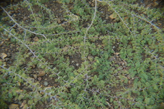 Vachellia tortuosa