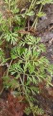 Scandiceae