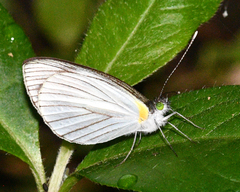Leptophobia olympia