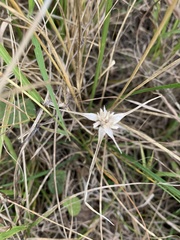 Rhynchospora colorata