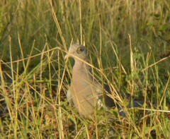 Patagioenas corensis