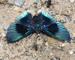 Lyropteryx apollonia