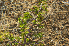 Haematoxylum brasiletto
