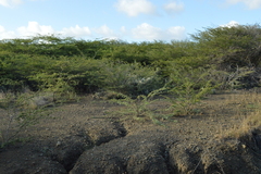 Vachellia tortuosa