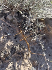 Diapheromera femorata