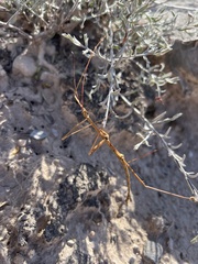 Diapheromera femorata