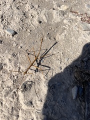 Diapheromera femorata