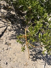 Diapheromera femorata