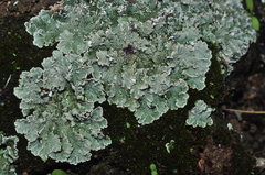 Squamarina cartilaginea